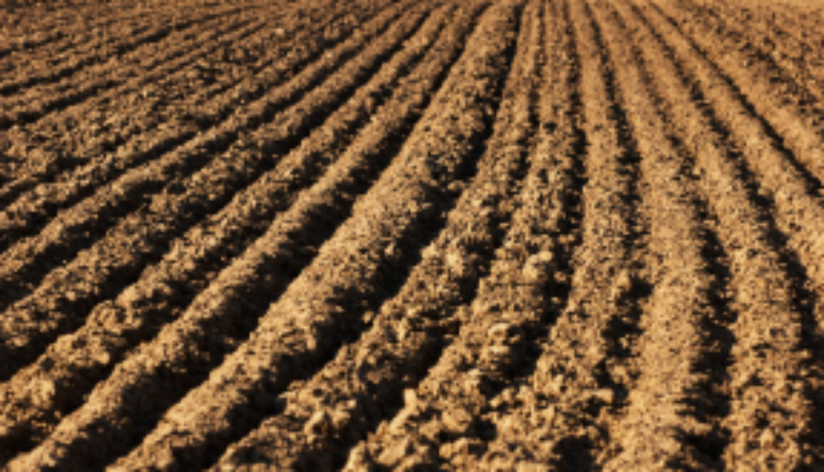 Field Furrows