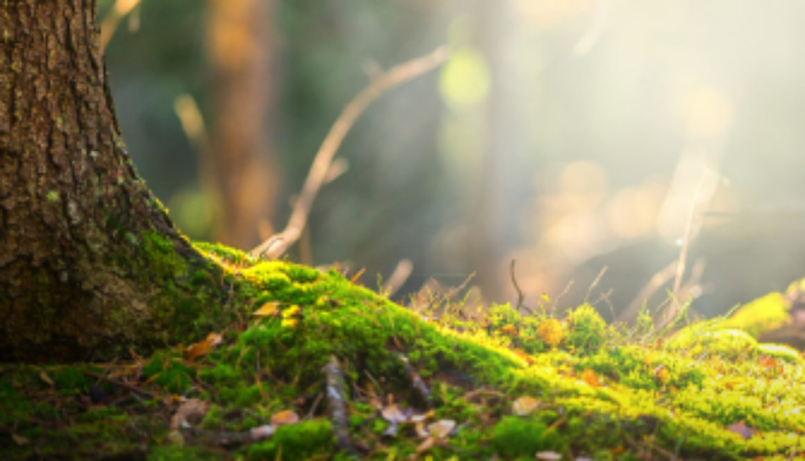 Forest Floor In Autumn With Ray Of Light